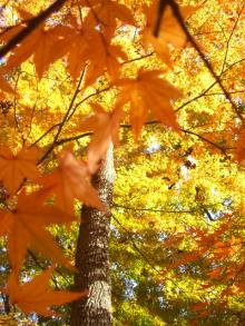 紅葉