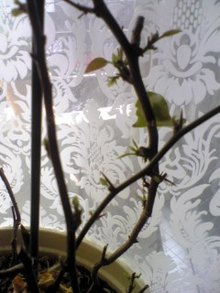 080323_152313.jpg