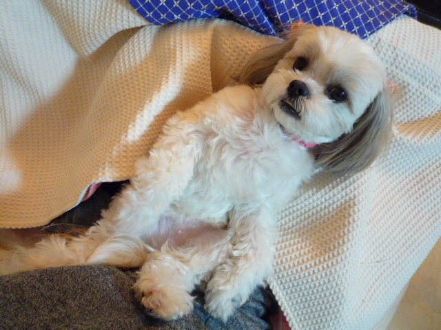 ふうちゃんの毎日☆マルシーズーのMIX犬☆