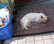 中野新橋は猫の街だった。