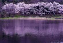 桜の野池