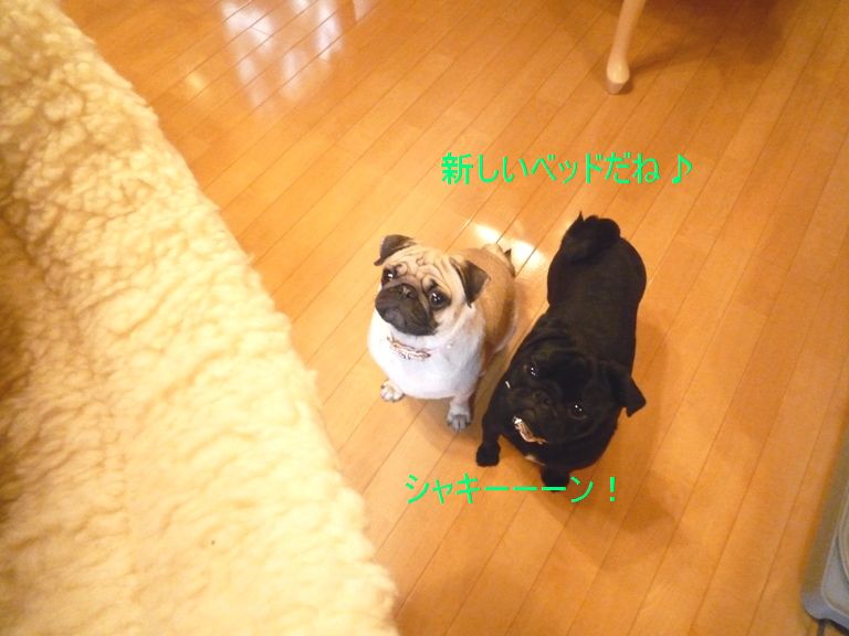 ガヴリエール・きなこ&よもぎ♪まったりパグLIFE♪