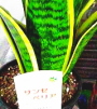 sw
