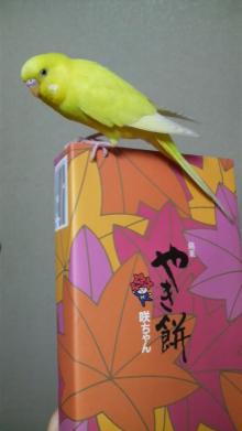 ちゅんちぃもみじまんじゅう襲う??