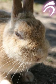 きょうのボス