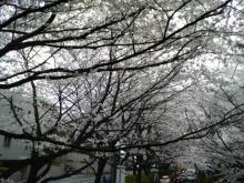 桜坂