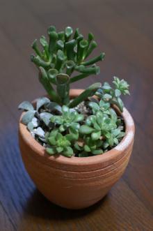 多肉植物寄せ植