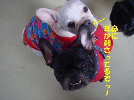 ぺちゃっとなっ♪