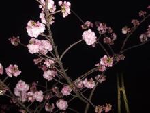 造幣局の桜