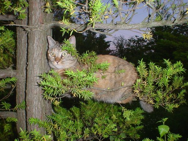 ねこ画像