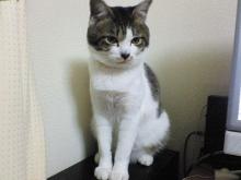 ７ヶ月目真っ只中ですにゃ。