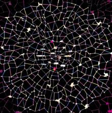 tomaselli - desert bloom