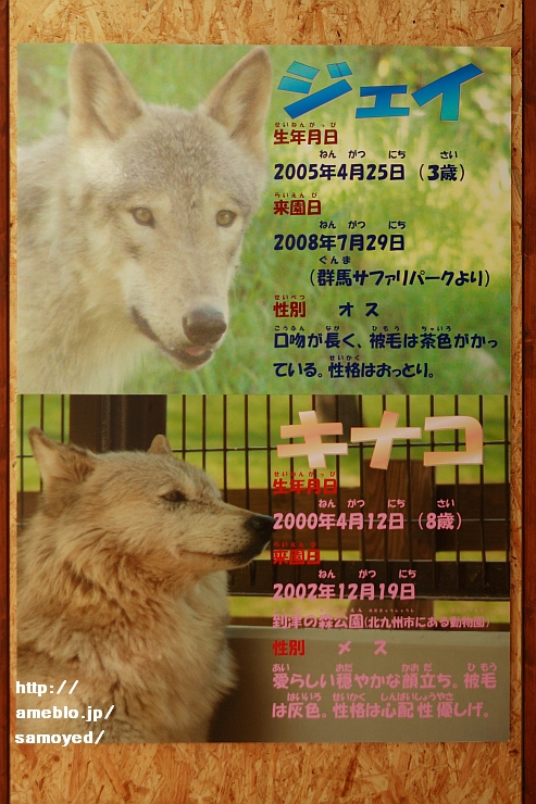 本日のシンリンオオカミ～<b>札幌市円山動物園</b>
