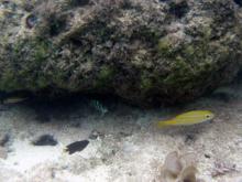 お魚たくさん