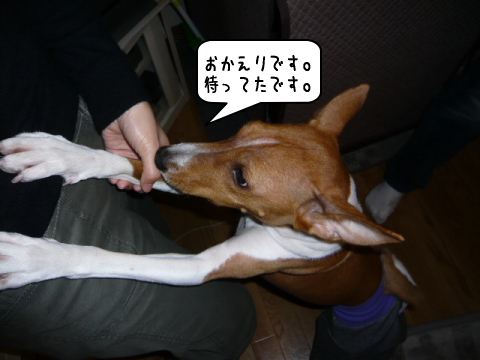 バセンジーあずきのブログ