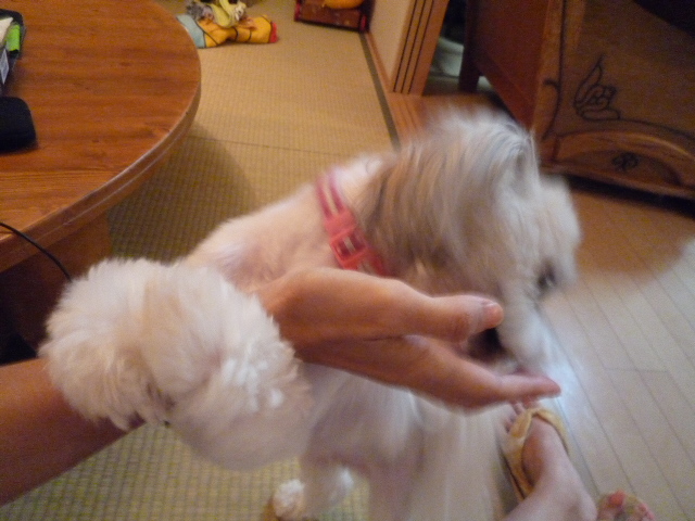ふうちゃんの毎日 ☆マル&シーズーのMIX犬☆