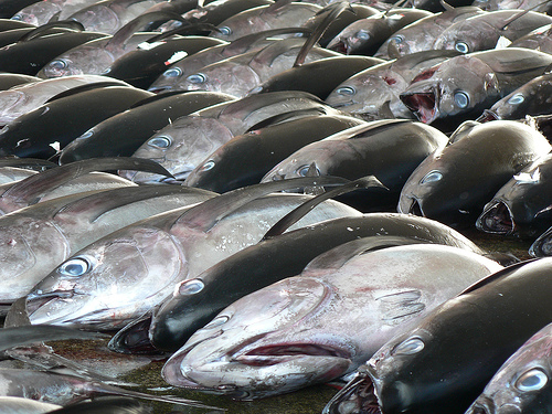 マグロたべほう