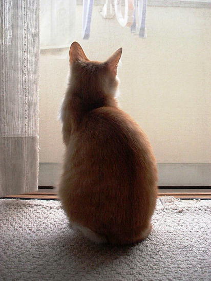 まめちゃん