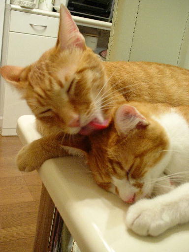 ふぅちゃん＆まめちゃん
