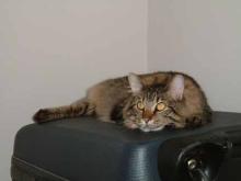 mus on suitcases