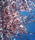 青空アーンド桜