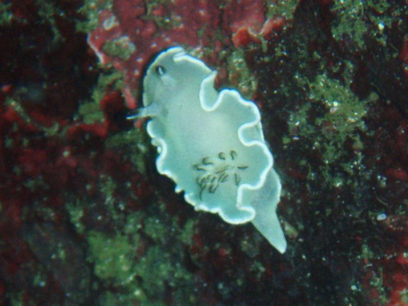 ジカボウミウシ