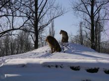 lions in snow