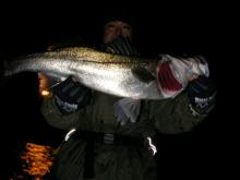seabass-advantage under