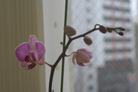 小倉北区 矯正歯科 高木クリニックのブログ-2009花