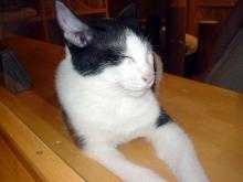 猫部屋組はさすがにお疲れ気味ぃ