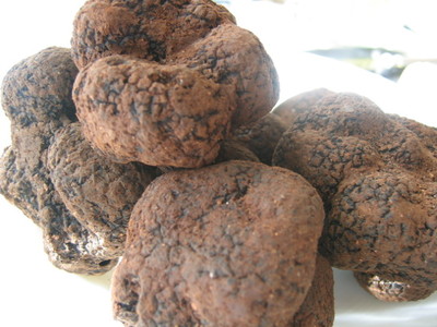 フランスのトリュフの話　La Truffe