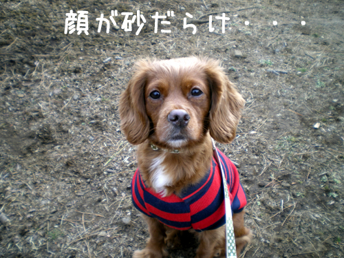 SHAMPOO★BAMBI★POKKEとHappyLife