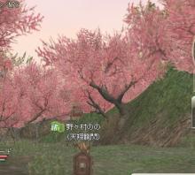 桜満開