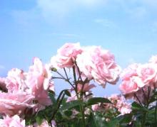 とにかく薔薇薔薇