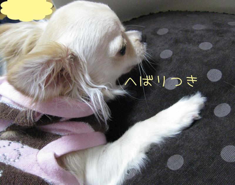 チワワ　ルイ型(・∀・。)タラちゃんもいるよ。