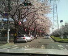 桜通2