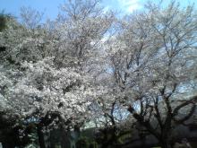 公園の桜－１