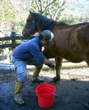幸運を呼ぶ馬蹄