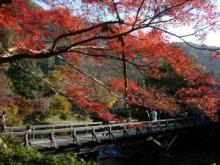 背伸びして撮った橋と紅葉