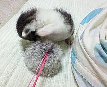なんなんだ！！このもふもふは！！