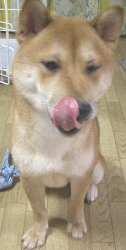 飯ウマー