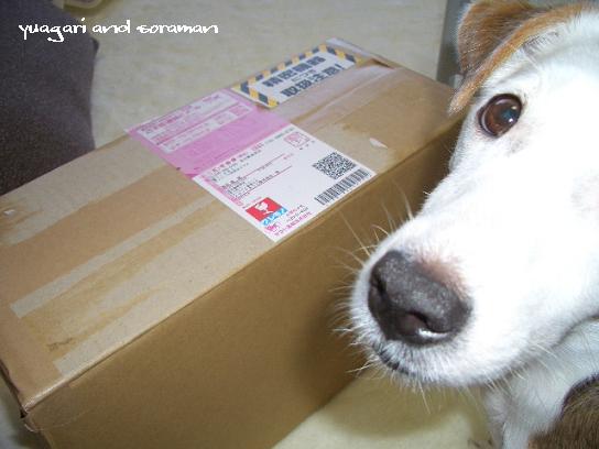 なんか届いた!