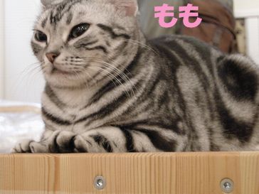 たとえばボクがキミを猫カフェ店員だと見下したとして、それが何か??