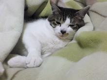眠いにゃ