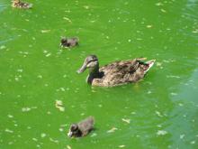 motherduck