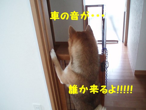 誰か来るよ