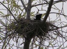 カラスの巣