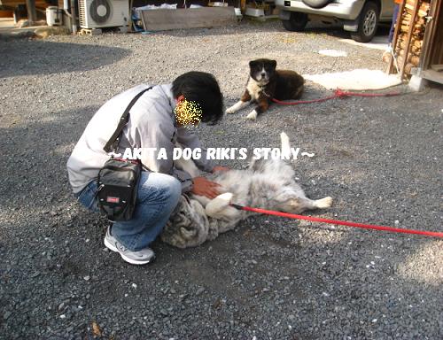 秋田犬　リキの物語