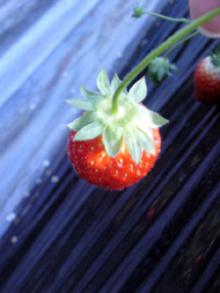 ichigo3