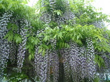 藤の花